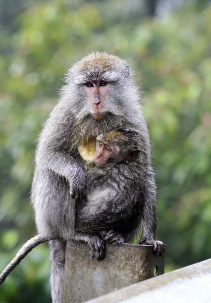 猴子家族 — 图库照片