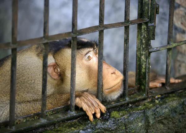 stock image Monkey in a cage