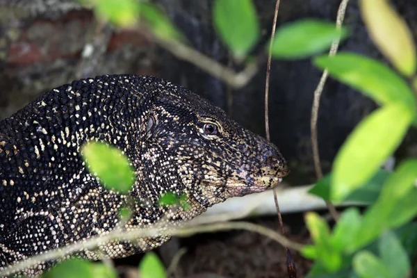 stock image Lizard