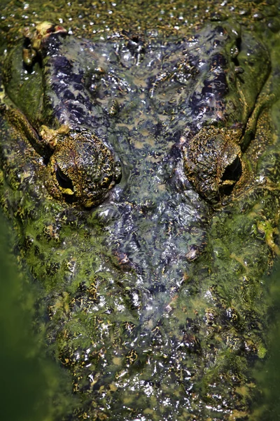 Augen-Krokodil — Stockfoto