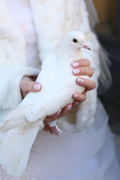 婚礼鸽 — 图库照片