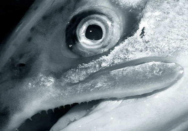 신선한 연어 — 스톡 사진