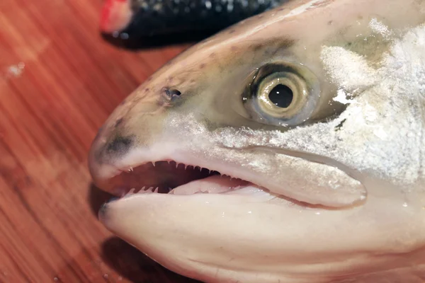 Head of a salmon — Stock Photo, Image