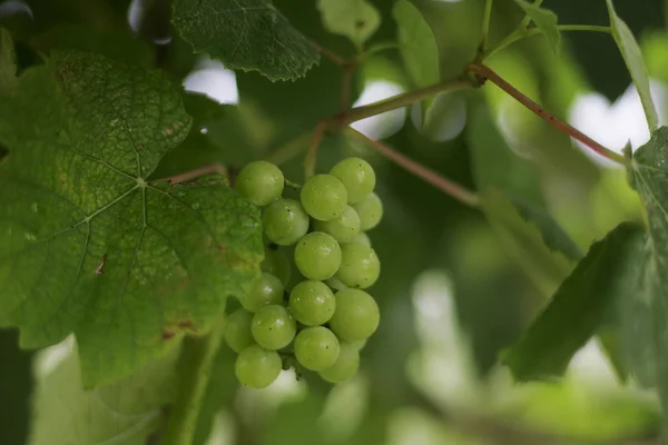 Кластер винограду — стокове фото