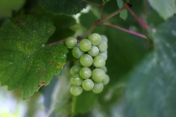 Cluster van een druiven — Stockfoto