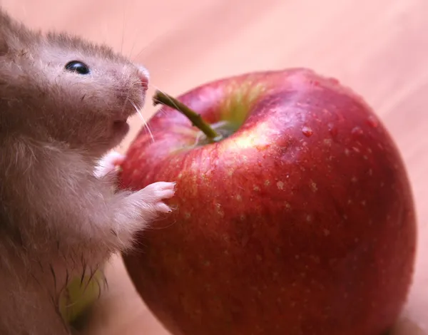 Grey hamster — Stock Photo, Image