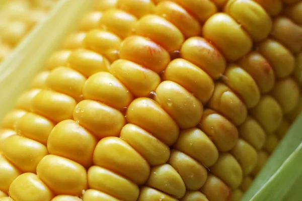 Wet corn — Stock Photo, Image