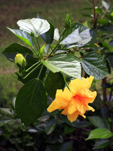 Тропічний квітковий — стокове фото