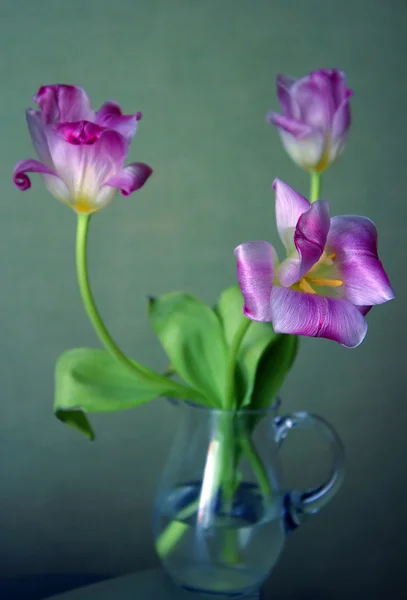 Három tulipán — Stock Fotó
