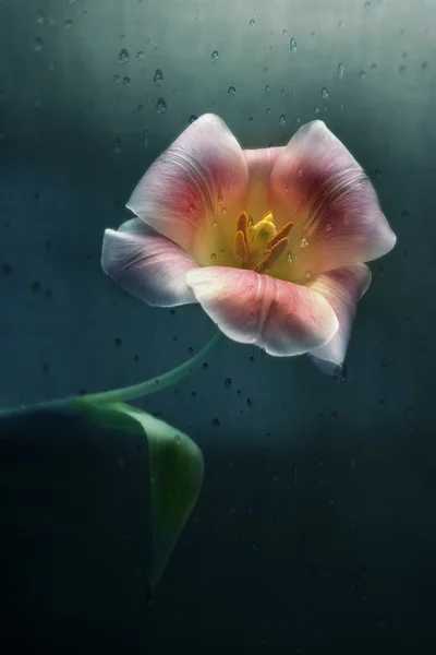 Belles tulipes de printemps — Photo