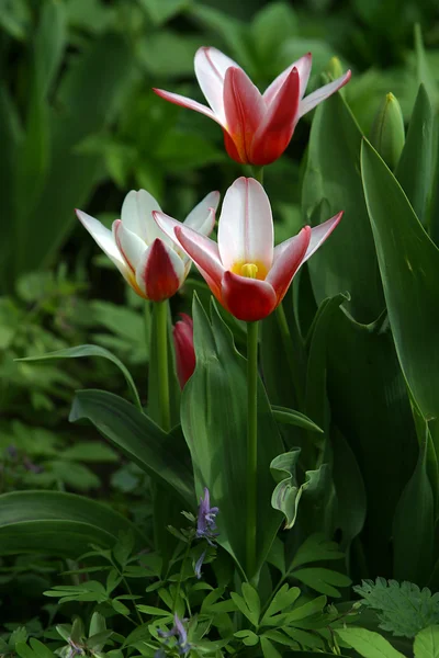 Trzy czerwone tulipany — Zdjęcie stockowe