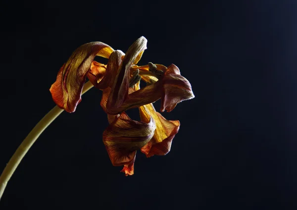 Gedroogde tulip — Stockfoto