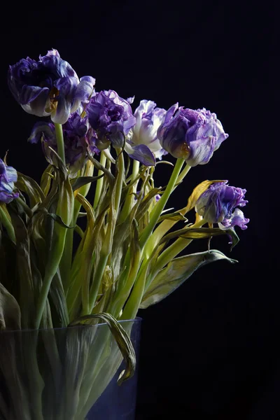 Dried tulip — Stock Photo, Image