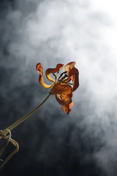 Dried tulip — Stock Photo, Image