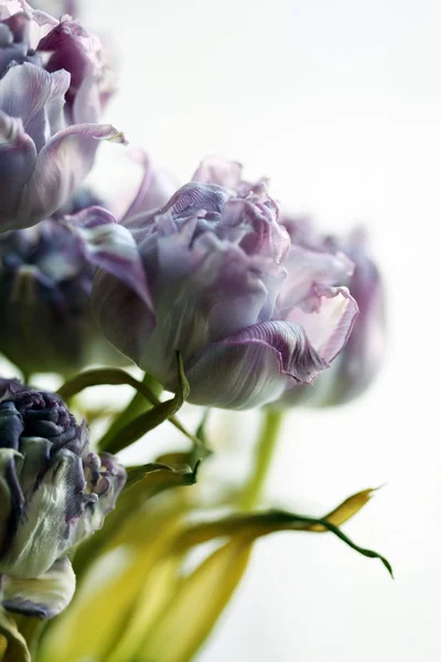 Сушені tulip — стокове фото