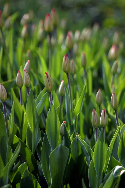 stock image Buds of tulips