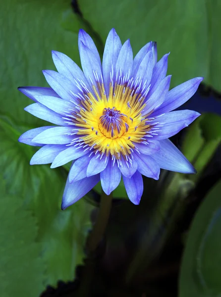 Tropische Blume — Stockfoto