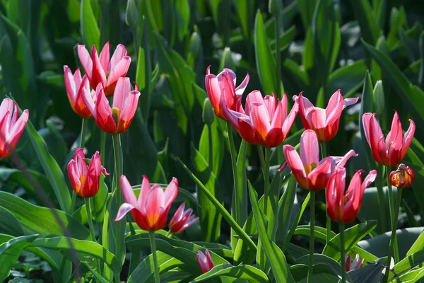 Tulipan wiosna piękne — Zdjęcie stockowe