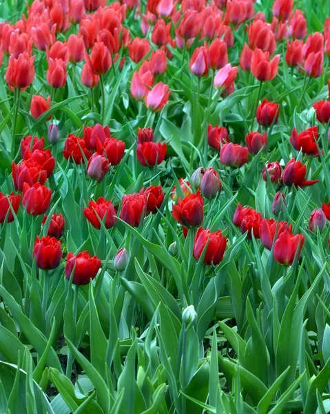 stock image Red tulips