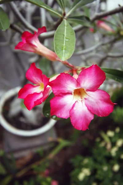 Flor tropical — Fotografia de Stock