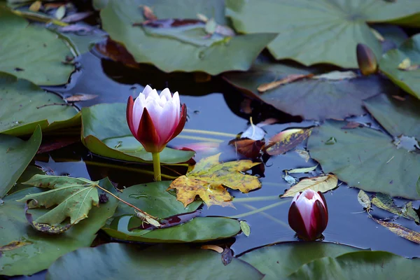 Lotuses — Stock fotografie