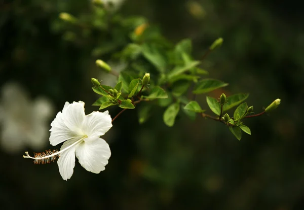 Красиву квітку — стокове фото