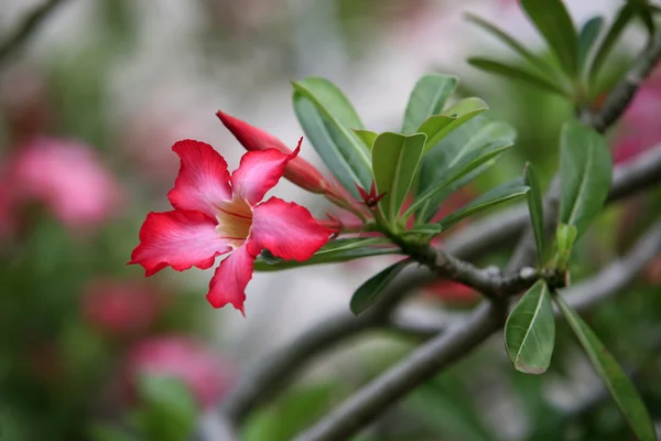 熱帯の花 — ストック写真