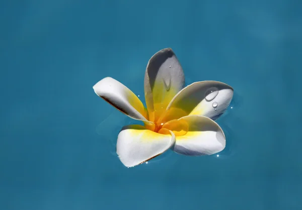 Λουλούδι Φραντζιπάνι — Φωτογραφία Αρχείου