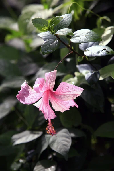 Tropical flower - Hibiscus — Stock Photo, Image