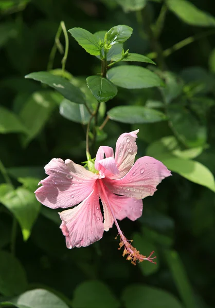 Tropical flower - Hibiscus — Stock Photo, Image