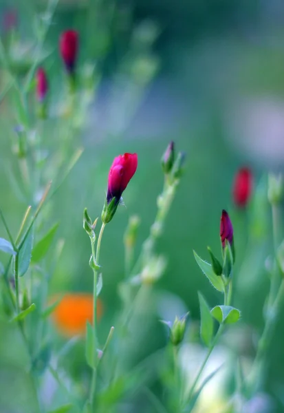 Poppy em um campo verde — Fotografia de Stock