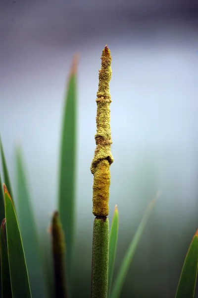 stock image Blossoming cane