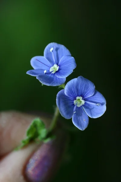 Siniset kukat — kuvapankkivalokuva