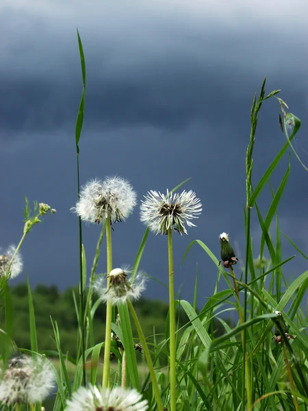 野の花 — ストック写真