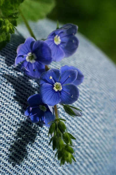 Små mörka blå blommor — Stockfoto