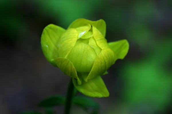 Yeşil çiçek — Stok fotoğraf