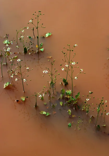 Marsh virágok — Stock Fotó
