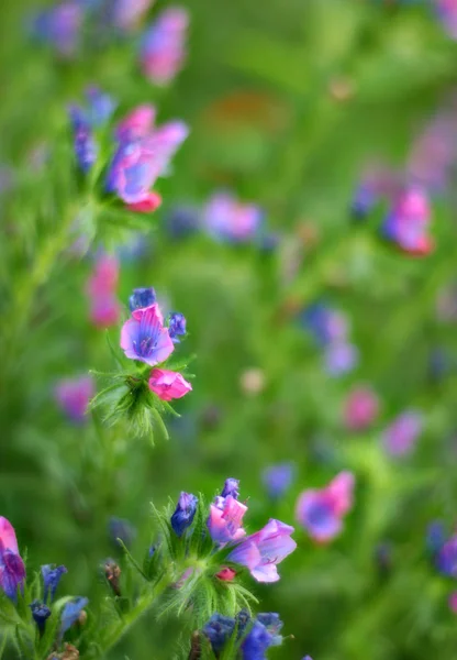 Pellon kukat — kuvapankkivalokuva