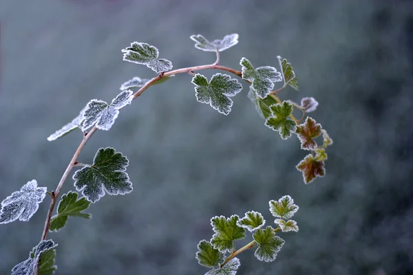 Arbusto congelado — Foto de Stock