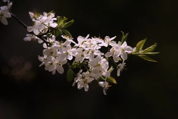 꽃이 만발한 벚꽃 — 스톡 사진