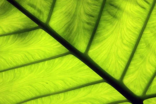 Grönt blad och dagg — Stockfoto