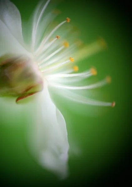 Cereja de flor — Fotografia de Stock