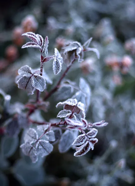 Plante de bardane congelée — Photo