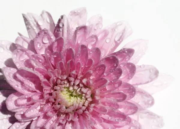 Nasse Chrysantheme — Stockfoto