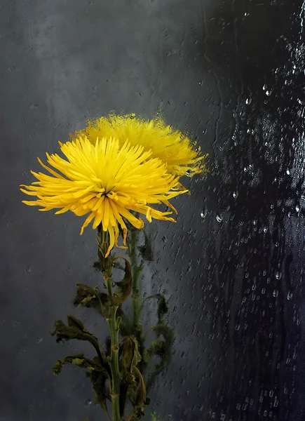 Chrysanthemen im Spiegel — Stockfoto