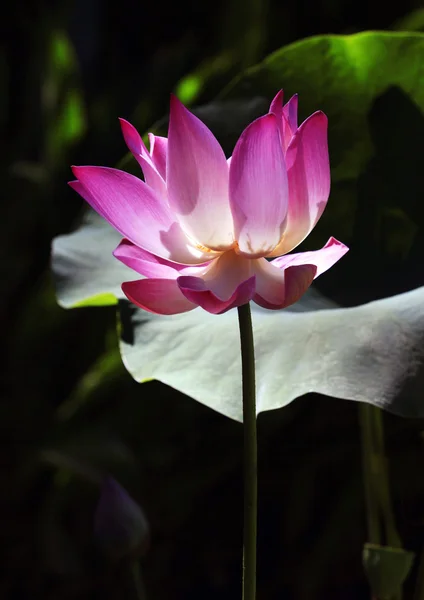 Różowy woda lilly — Zdjęcie stockowe