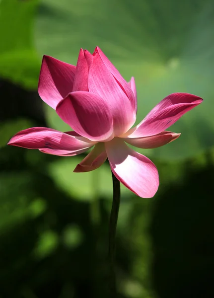 Lilly de água rosa — Fotografia de Stock
