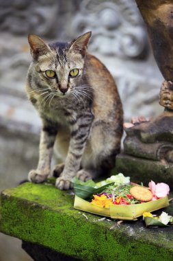 Bali kedi