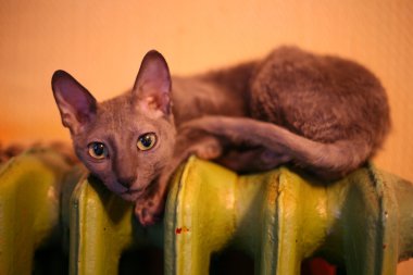 Cornish Rex