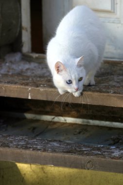 White cat clipart